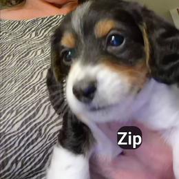 ZIP - Piebald male Dachshund puppy in Bangs, Texas from Lickin'bach Miniature Dachshunds