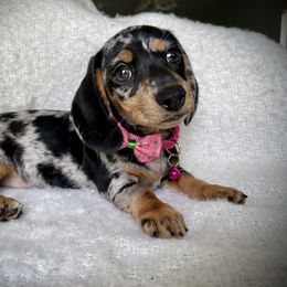 Dachshund Puppies from Breezy Florida Dachshunds