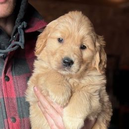 Purple Girl - Golden Golden Retriever puppy in Honeyville, Utah from Chizan Goldens