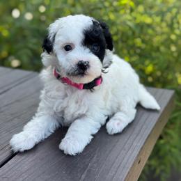 Cupcake - Black and white female Sheepadoodle puppy in Wharton, Texas from Little Fur Friends