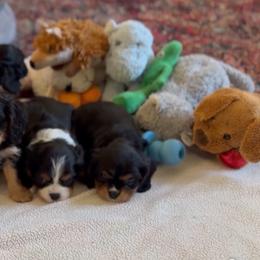 Cavalier King Charles Spaniel puppies from CreekSong Farm Companions