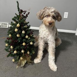 Aussiedoodle Puppies from A Dose Of Doodle