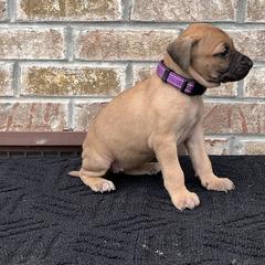 Girl 4 - Black Mouth Cur puppy in Tennessee from Narrow Road Farm