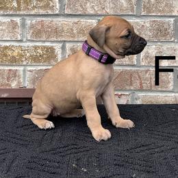 Girl 4 - Black Mouth Cur puppy in Tennessee from Narrow Road Farm