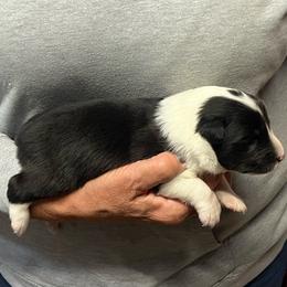 TATER - Black and white male Shetland Sheepdog puppy in Frazeysburg, Ohio from Mountain High Kennels