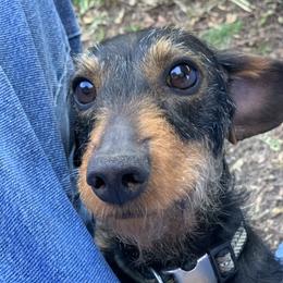 Chyna - Dachshund