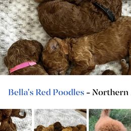 Poodles from Bella’s Red poodles