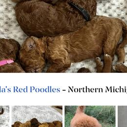 Poodles from Bella’s Red poodles