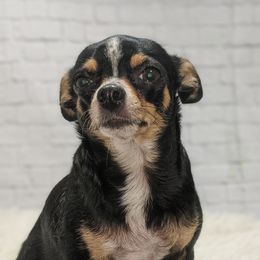 Whitney - Chihuahua