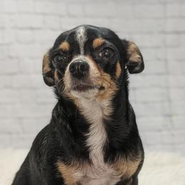 Whitney - Chihuahua