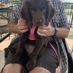 Boykin Spaniel Puppies from Bayhill Boykins