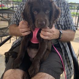 Boykin Spaniel Puppies from Bayhill Boykins