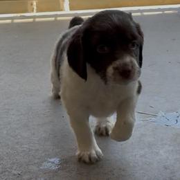 Girl 1 - Liver and white female Brittany puppy in Stillwater, Oklahoma from Kennel de Fowler