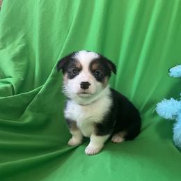 18 Dark Brown collar - Black and tan male Pembroke Welsh Corgi puppy in Port Republic, Maryland from Bestfurends