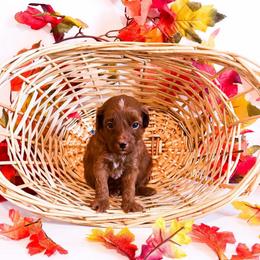 Thursday - Red  male Goldendoodle puppy in Kissimmee, Florida from Poodle Doodle Kennels