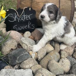 Skater - Brindle and white male Saint Berdoodle puppy in Traverse City, Michigan from Bare Paws Saint Berdoodles