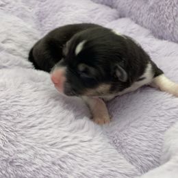 Tolberlone - Black and tan Pembroke Welsh Corgi puppy in Snellville, Georgia from Laur's Classic Corgis