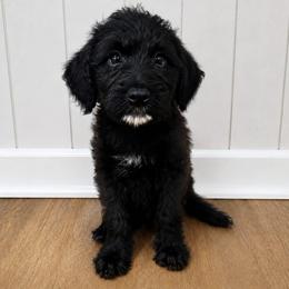 Sailor June - Black female Double Doodle puppy in Whitsett, North Carolina from Rock Creek Doodles NC