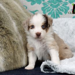 Basset Fauve de Bretagne and Miniature American Shepherd Puppies from 4 Clovers Kennel