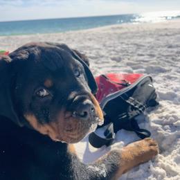 Rottweiler Puppies from Von Ratermann Rottweilers