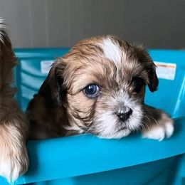 Shihpoos from Santana's Shihpoos