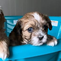 Shihpoos from Santana's Shihpoos