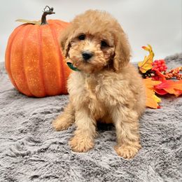 Green Bow OFA - Apricot male Cavapoo puppy in Evart, Michigan from Northern’s Cute Cuddly Cava Poos