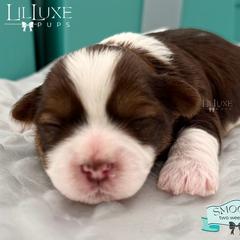 Morkie and Shorkie Puppies from Lil Luxe Pups