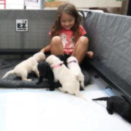 Goldendoodle Puppies from Golden Liberty Doodles
