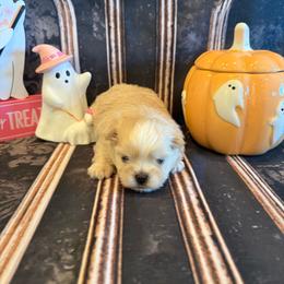 Jack - Cream and white male Shih Tzu puppy in Success, Missouri from Sweet Success