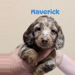 Maverick - Dapple male Dachshund puppy in Marshall, Texas from Wilson's Kennels