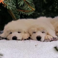 Aussiedoodles and Polish Tatra Sheepdogs from Abbott Family Farm