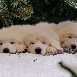 Aussiedoodles and Polish Tatra Sheepdogs from Abbott Family Farm
