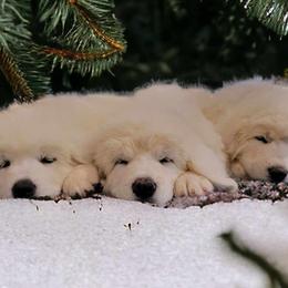 Aussiedoodles and Polish Tatra Sheepdogs from Abbott Family Farm