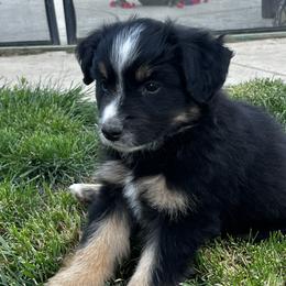 Black Tri Male 2- Orion - Black tri male Miniature Australian Shepherd puppy in Denair, California from CenCal Mini Aussies