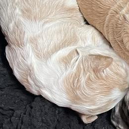 Girl 6 - Parti female Goldendoodle puppy in Placerville, California from New Dawn Poodles and Doodles