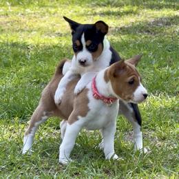 Basenji puppies from Blue Diamond Basenjis