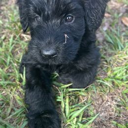 Rue - Black female Giant Schnauzer puppy in Lithia, Florida from Elegy Kennels