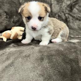 Pepper - Sable female Pembroke Welsh Corgi puppy in Millsap, Texas from Punchy Pembroke Ranch