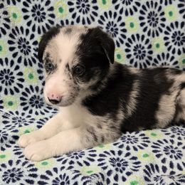 Girl 4 - Blue merle Border Collie puppy in Richland, Pennsylvania from Winter Creek Border Collies