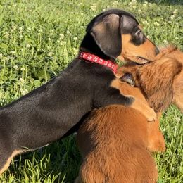 Dachshunds from Ky’s Dachshunds