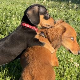 Dachshunds from Ky’s Dachshunds
