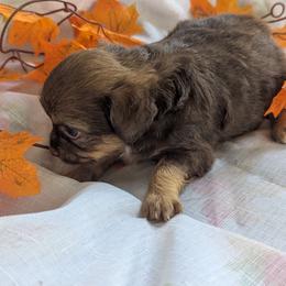 Brandy - Black sabled fawn female Chihuahua puppy in Waycross, Georgia from OakView Farm Chihuahuas FB