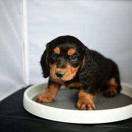Karma - Black and tan female Dachshund puppy in Austin, Texas from Glorious Minis