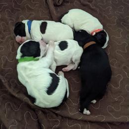 Australian Labradoodle Puppies from Llewellyn's Grove Labradoodles