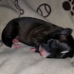 Trinity - White and black female Italian Greyhound puppy in Colorado City, Arizona from Moon Valley Italian Greyhounds