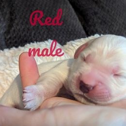 Golden Retriever Puppies from Heckmans English Cream Golden Retrievers