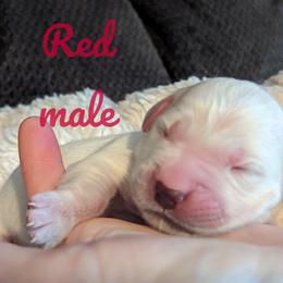 Golden Retriever Puppies from Heckmans English Cream Golden Retrievers