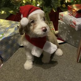 Aussiedoodle Puppies from Drew’s Aussies & Doodles