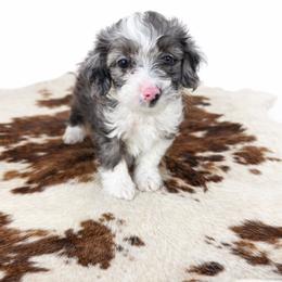 Poppy - Blue merle female Aussiedoodle puppy in Louisville, Mississippi from Kristy’s Kennels